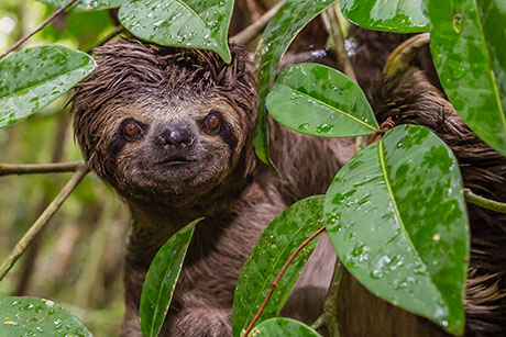 AMAZON JUNGLE