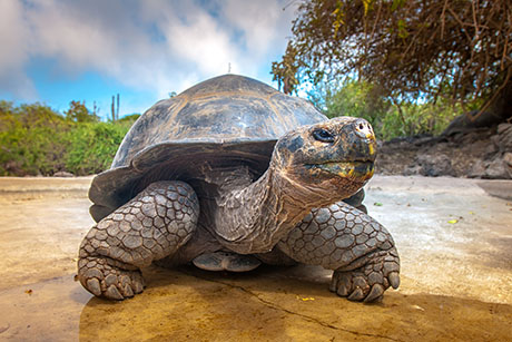 Machu Picchu and Galapagos Islands